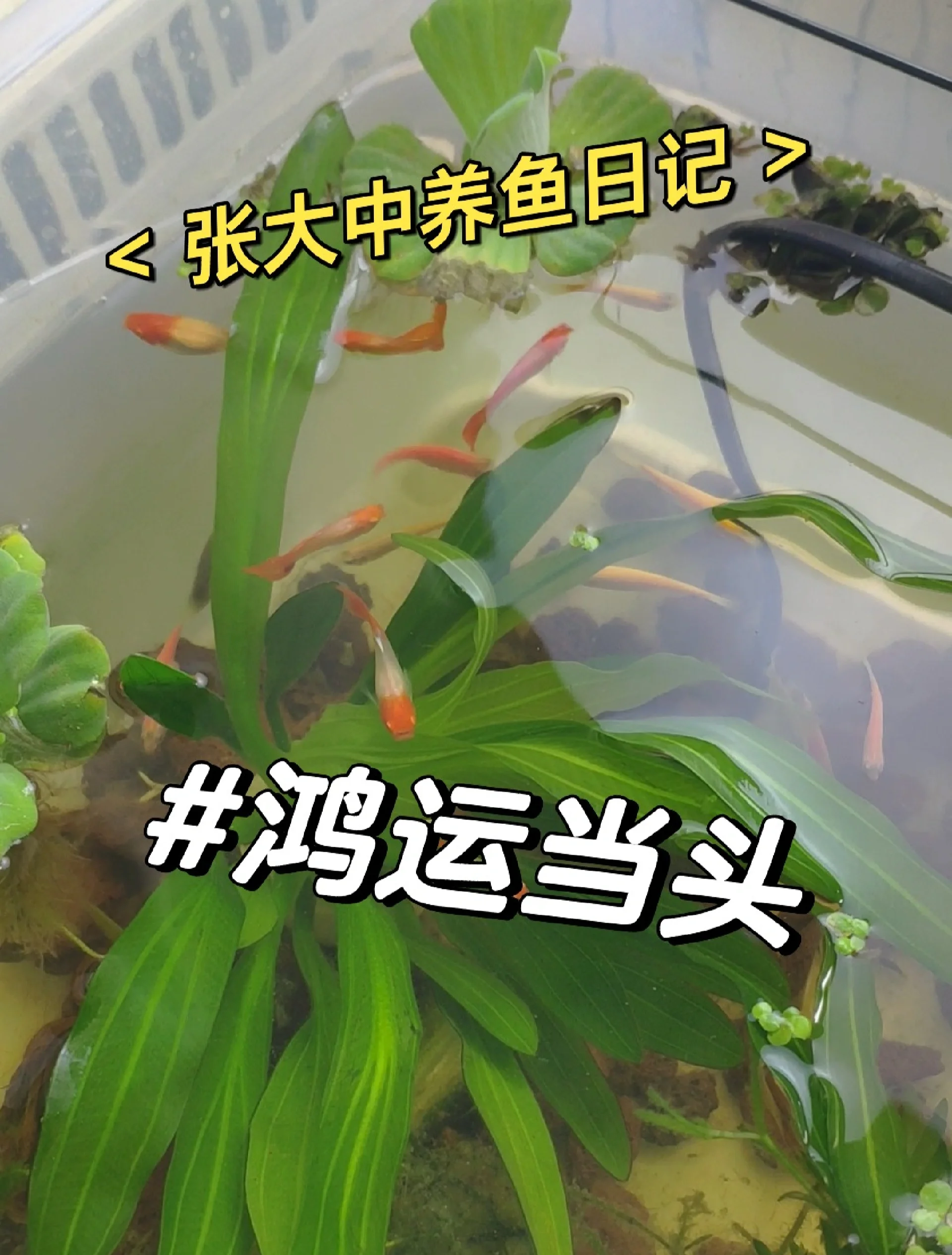 怎么养孔雀